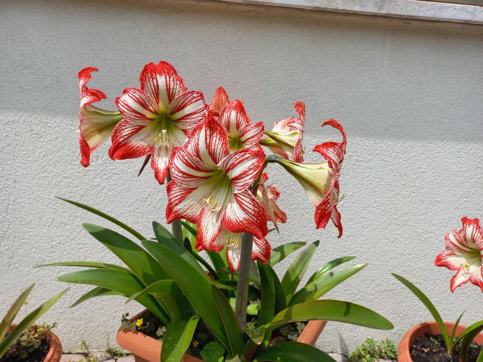 Appartamento Le Magnolie Mestre Exteriér fotografie