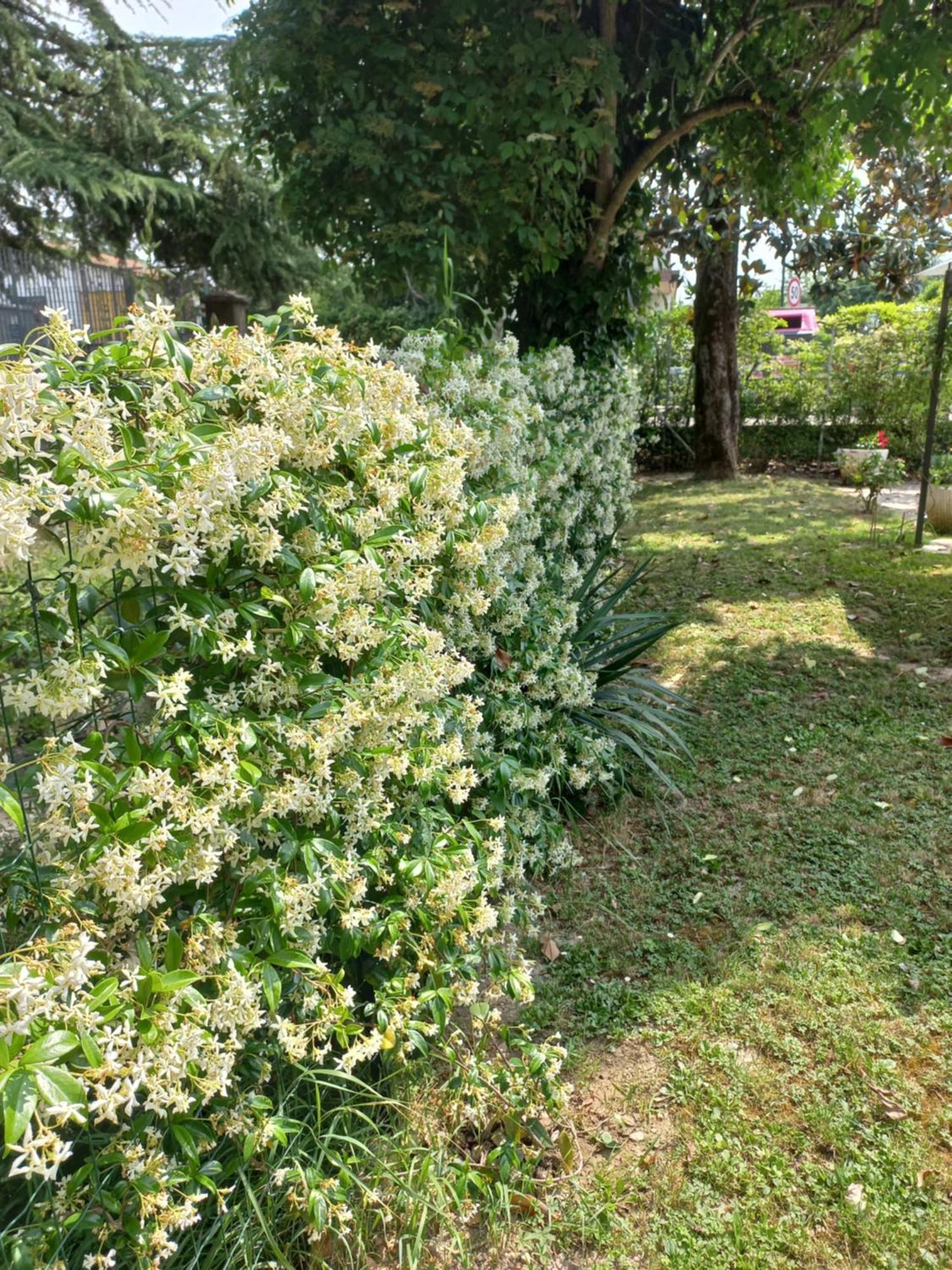 Appartamento Le Magnolie Mestre Exteriér fotografie