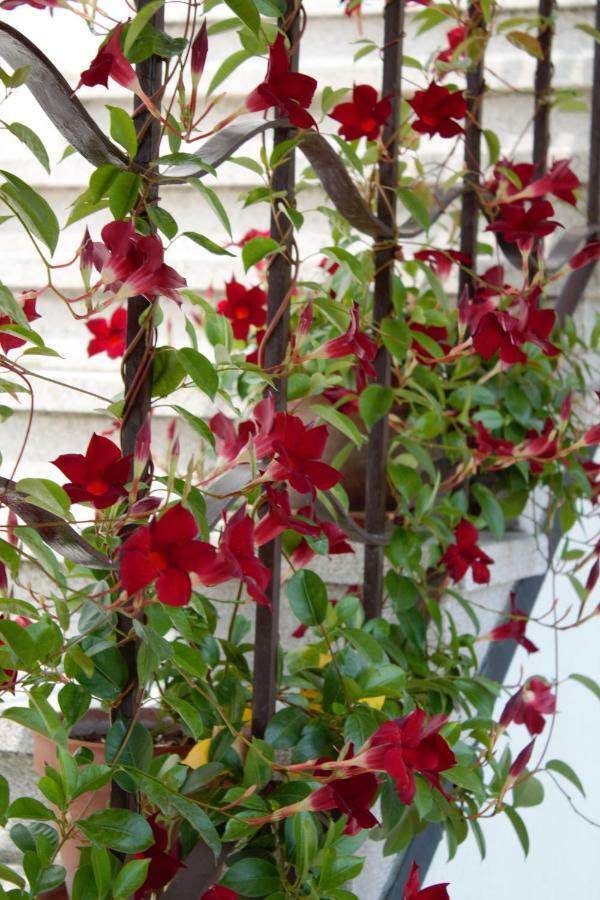 Appartamento Le Magnolie Mestre Exteriér fotografie